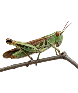 Grasshopper
