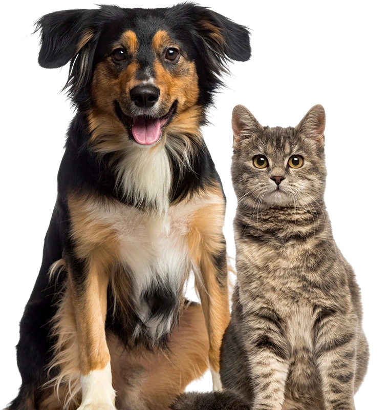 Cat dog sitting together