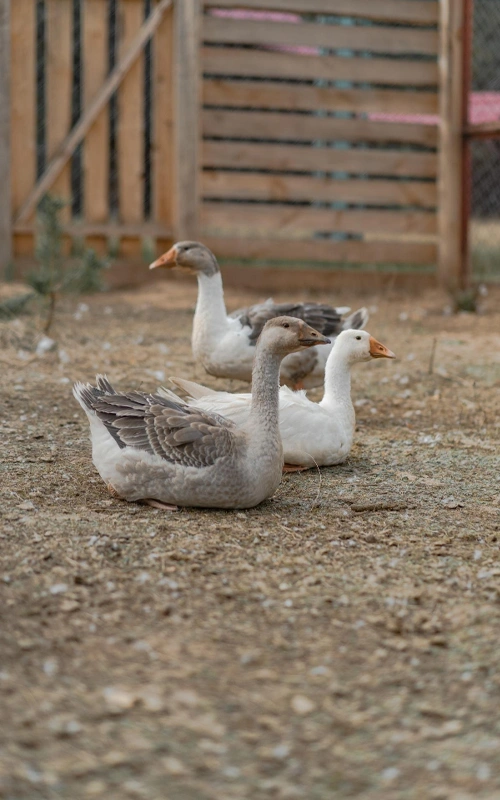 Ducks geese home zoo