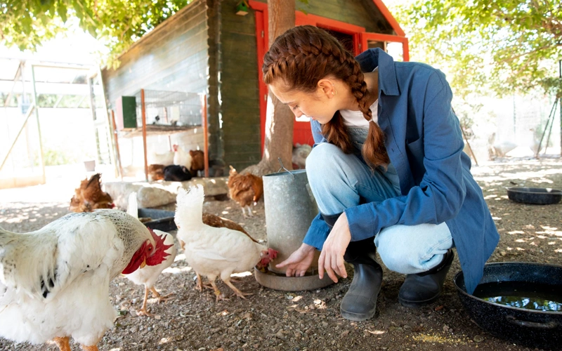 Female farmer feeding chickens