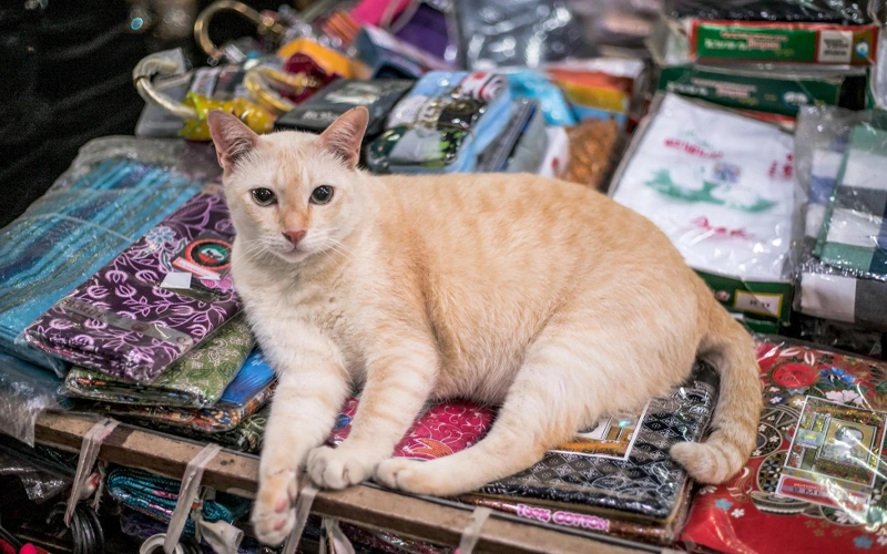 Portrait cat sitting garment store