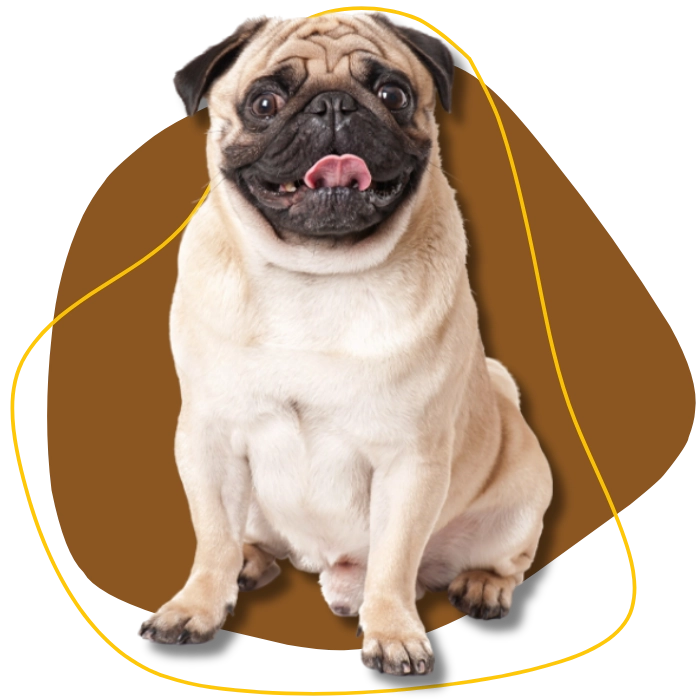 Pug dog