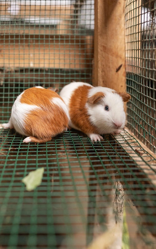 Two guinea pigs cage farm